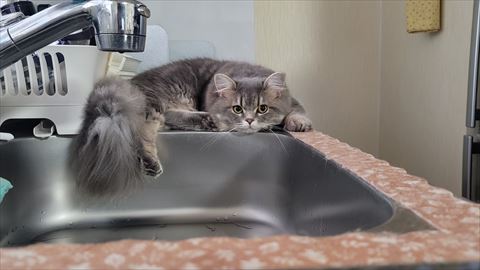 f:id:gofuutan:20210619234843j:plain