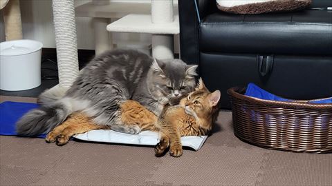 f:id:gofuutan:20210619234849j:plain