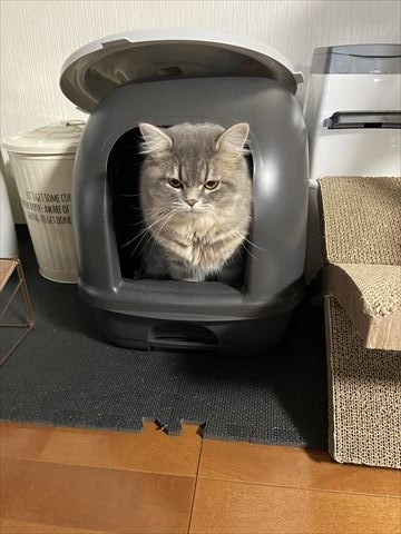 f:id:gofuutan:20210619235258j:plain