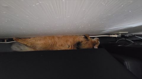 f:id:gofuutan:20210623234946j:plain