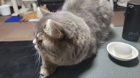 f:id:gofuutan:20210624233930j:plain