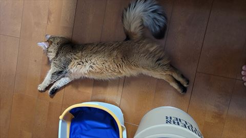 f:id:gofuutan:20210624233936j:plain