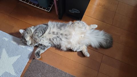 f:id:gofuutan:20210624233939j:plain