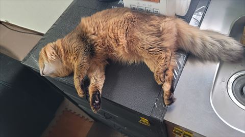 f:id:gofuutan:20210626000648j:plain