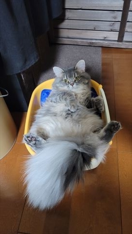 f:id:gofuutan:20210626000726j:plain