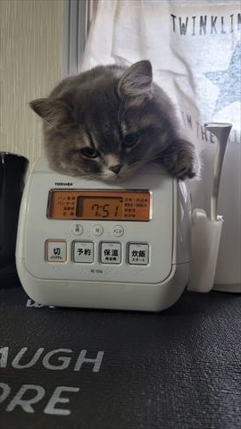 f:id:gofuutan:20210626000731j:plain