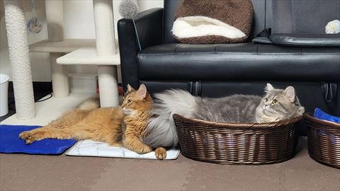 f:id:gofuutan:20210702181933j:plain