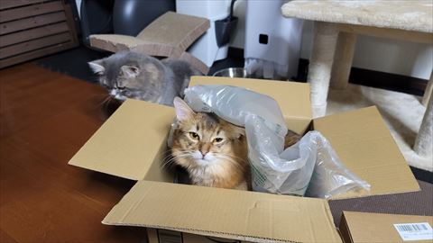 f:id:gofuutan:20210708002301j:plain