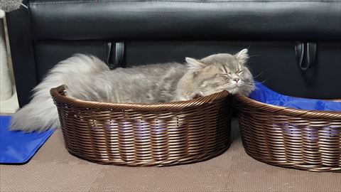 f:id:gofuutan:20210711001248j:plain