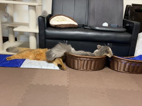 f:id:gofuutan:20210711001250j:plain