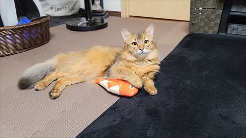 f:id:gofuutan:20210716004128j:plain