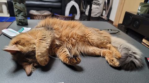 f:id:gofuutan:20210716004136j:plain