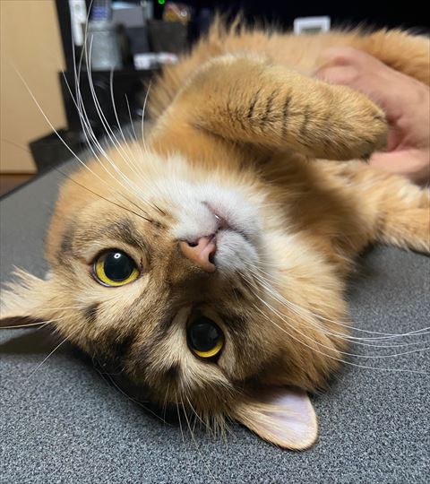 f:id:gofuutan:20210725001645j:plain