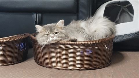 f:id:gofuutan:20210811003416j:plain