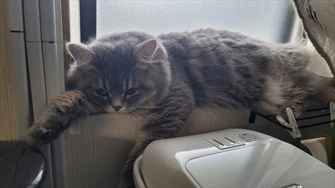 f:id:gofuutan:20210811003418j:plain