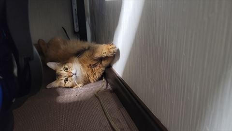 f:id:gofuutan:20210811003421j:plain