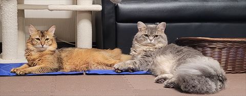 f:id:gofuutan:20210811003425j:plain