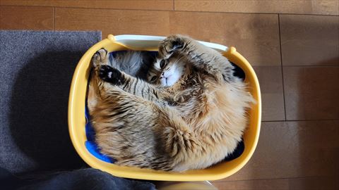 f:id:gofuutan:20210826000019j:plain