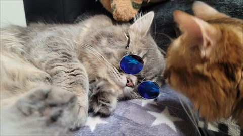 f:id:gofuutan:20210904232105j:plain