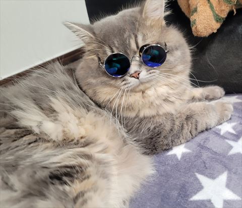 f:id:gofuutan:20210904232418j:plain