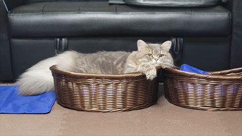 f:id:gofuutan:20210914230346j:plain