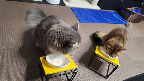 f:id:gofuutan:20210914230348j:plain