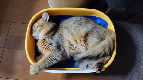 f:id:gofuutan:20210914230350j:plain