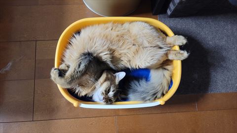 f:id:gofuutan:20211005001436j:plain