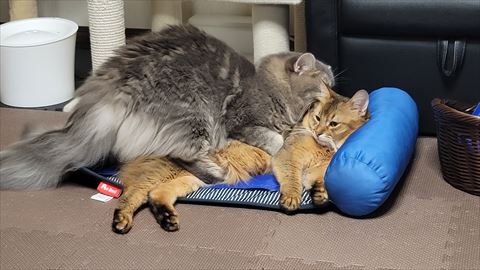 f:id:gofuutan:20211005001441j:plain