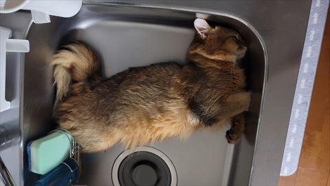 f:id:gofuutan:20211005001444j:plain