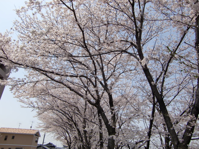 20100406114405