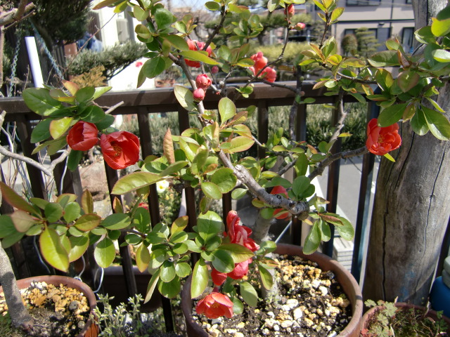 20100408095143