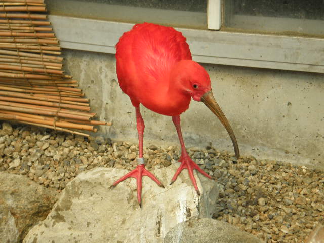 [花鳥園]