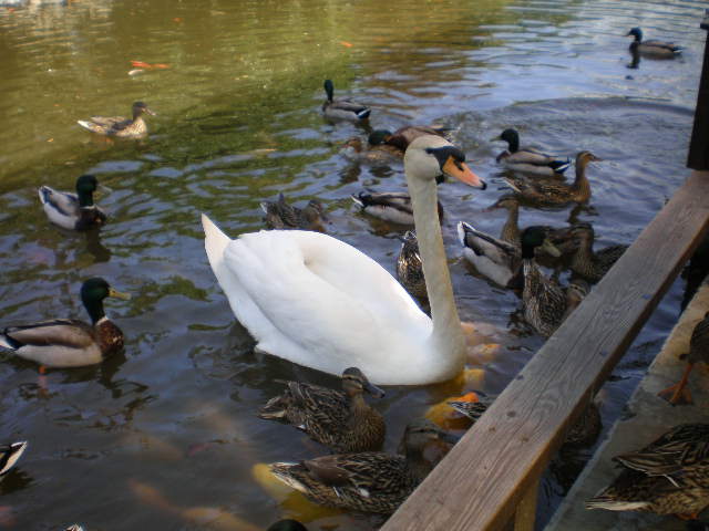 [花鳥園]