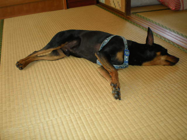 蔵川にて