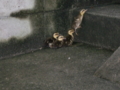 20100618171008