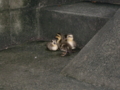20100618171026