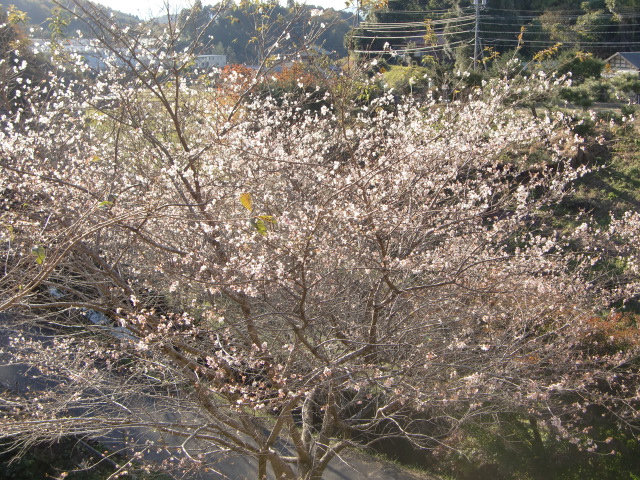 小原