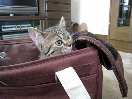 f:id:gogoemipon:20080323174739j:image:w250 f:id:gogoemipon:20080323174739j:image:w250