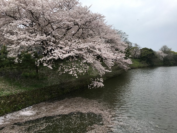 f:id:gogogoma:20170410003004j:plain f:id:gogogoma:20170410003004j:plain