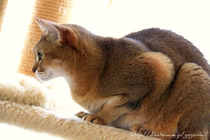 f:id:gogomiki:20110604210729j:image