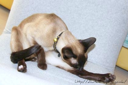 f:id:gogomiki:20110605085300j:image