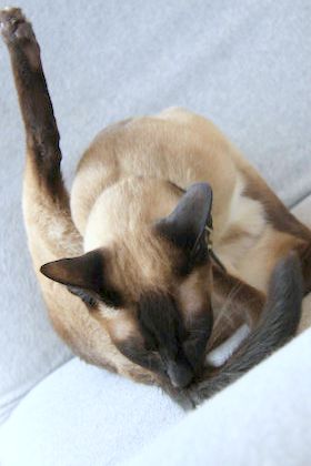 f:id:gogomiki:20110605085302j:image