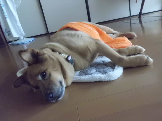 イメージ 1