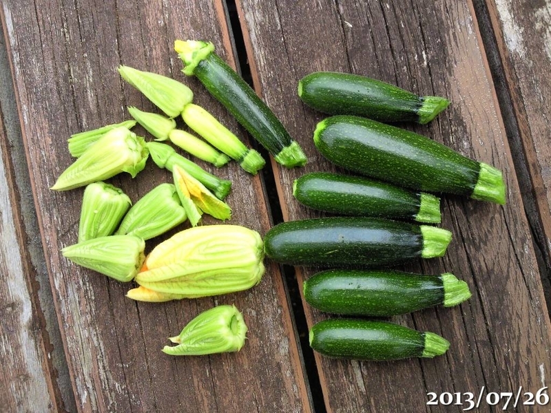 ズッキーニ栽培 変形雌花の断面 112 94 日目 午後わてんのブログ