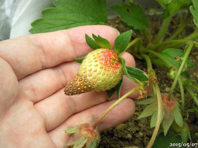 いちごが腐るよどこまでも 午後わてんのブログ