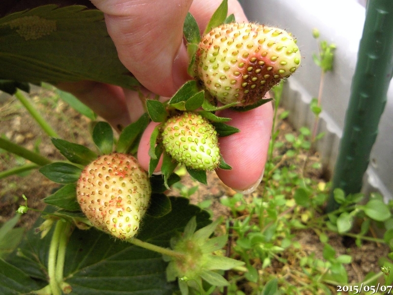 いちごが腐るよどこまでも 午後わてんのブログ
