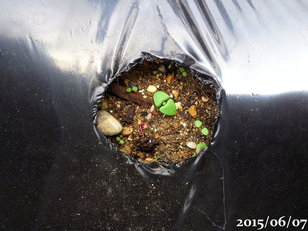 トマトとスイートバジル アザミウマによる被害 コナジラミも来ている 午後わてんのブログ トマトとスイートバジル アザミウマによる被害 コナジラミも来ている 午後わてんのブログ