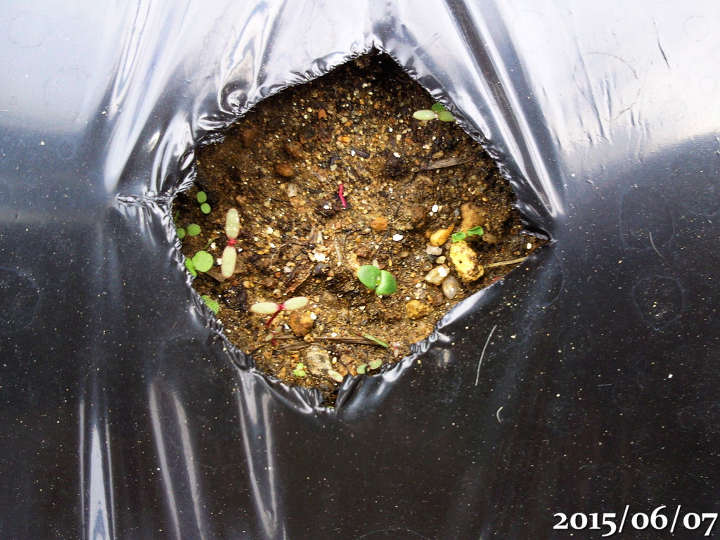 トマトとスイートバジル アザミウマによる被害 コナジラミも来ている 午後わてんのブログ トマトとスイートバジル アザミウマによる被害 コナジラミも来ている 午後わてんのブログ