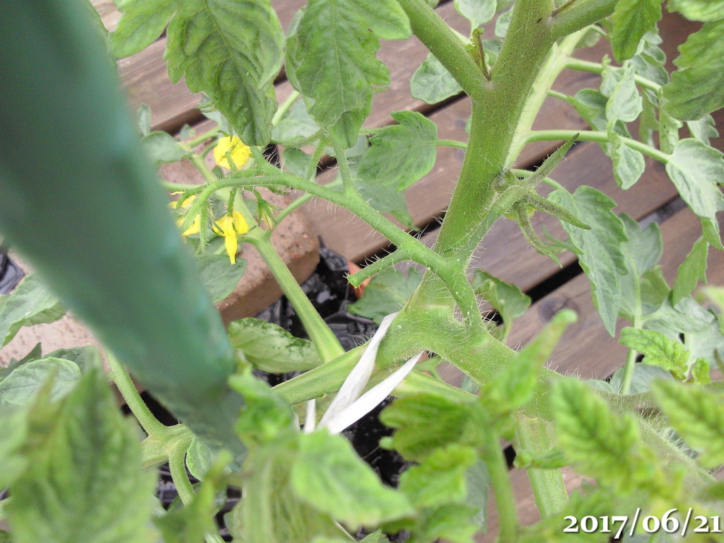 今日の風雨による被害 今年もトマト黄化葉巻病 ヤクシマルリシジミが見つからない きょうの料理 午後わてんのブログ